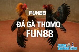 Đá Gà Thomo FUN88 – Diễn Biến Nóng Liên Tục Tạo Nên Sức Hút 